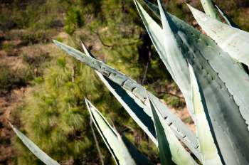 aloe-vera-hilft-gegen-pickel